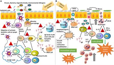 Regulatory T Cells in Allergy and Asthma